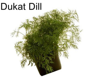 Dukat Dill