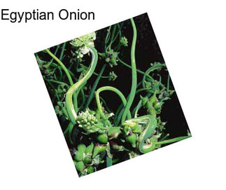 Egyptian Onion