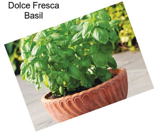 Dolce Fresca Basil