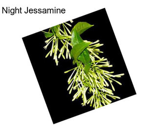 Night Jessamine