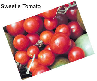 Sweetie Tomato