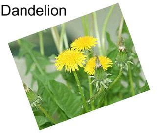 Dandelion