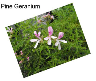 Pine Geranium