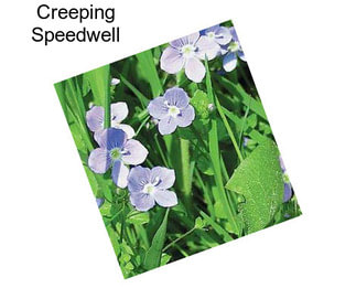 Creeping Speedwell