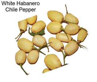 White Habanero Chile Pepper