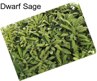 Dwarf Sage