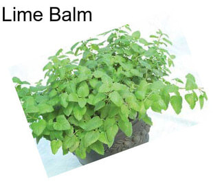 Lime Balm