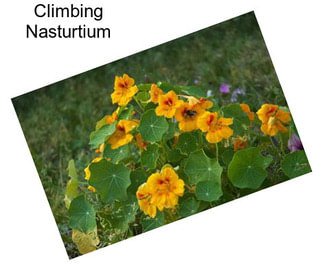 Climbing Nasturtium