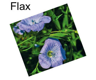 Flax