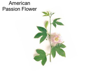 American Passion Flower