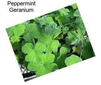 Peppermint Geranium