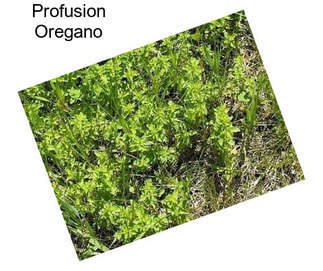 Profusion Oregano