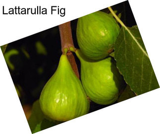 Lattarulla Fig