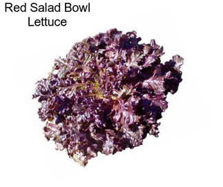 Red Salad Bowl Lettuce