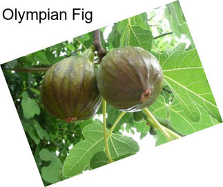 Olympian Fig