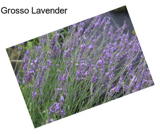 Grosso Lavender