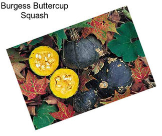 Burgess Buttercup Squash