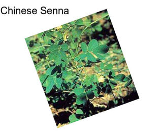 Chinese Senna