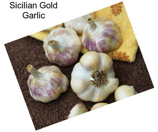 Sicilian Gold Garlic
