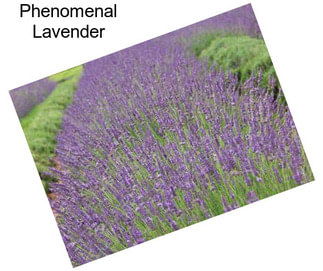 Phenomenal Lavender