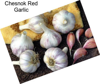 Chesnok Red Garlic