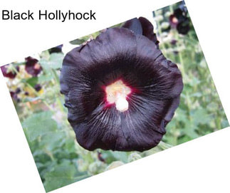 Black Hollyhock