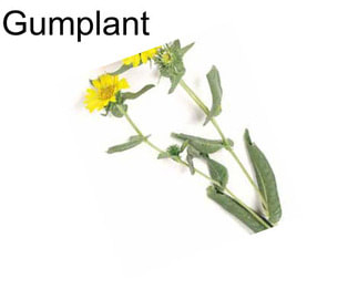 Gumplant