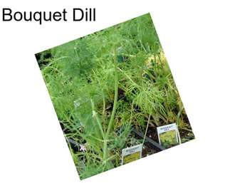 Bouquet Dill