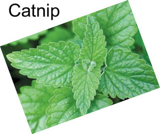 Catnip