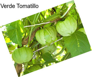 Verde Tomatillo