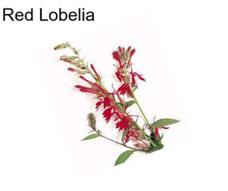 Red Lobelia