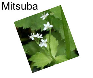 Mitsuba