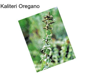 Kaliteri Oregano