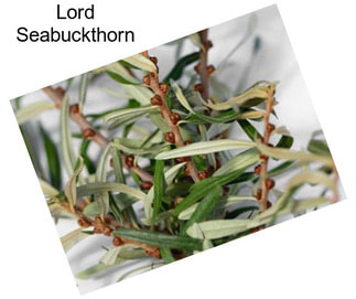 Lord Seabuckthorn