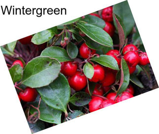 Wintergreen