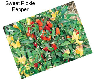 Sweet Pickle Pepper