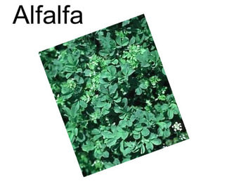 Alfalfa