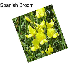 Spanish Broom