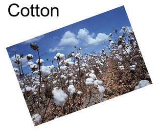 Cotton