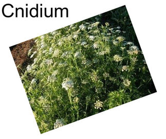 Cnidium