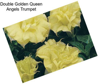 Double Golden Queen Angels Trumpet