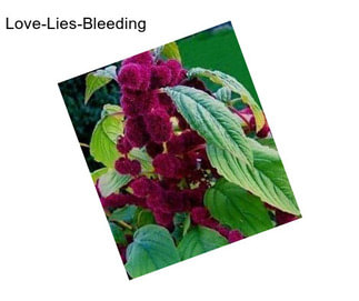 Love-Lies-Bleeding