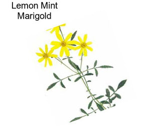 Lemon Mint Marigold