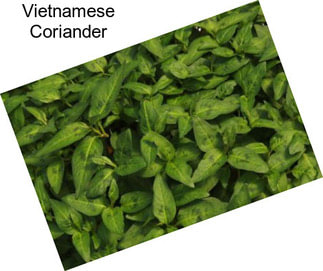 Vietnamese Coriander