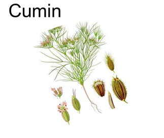 Cumin