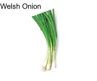 Welsh Onion