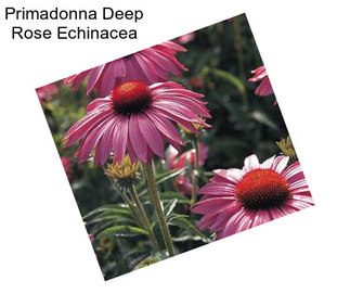 Primadonna Deep Rose Echinacea