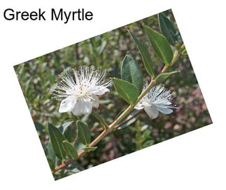 Greek Myrtle