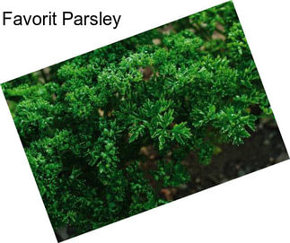 Favorit Parsley