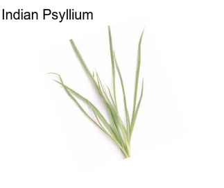 Indian Psyllium